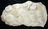 Spectacular Fossil Sand Dollar Cluster - Tall #8979-1